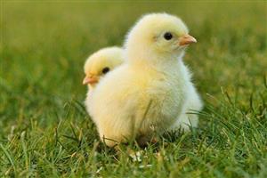 Fluffy yellow baby chicks.