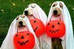 Doggie Ghosts Trick or Treating